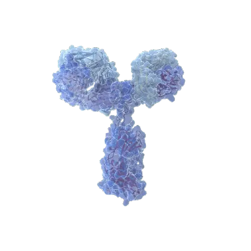 [ANT-H00003033-PW1] HADH (Human) IP-WB Antibody Pair